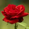 hoahuongduong.128