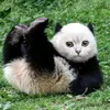 kentangpenyet_