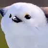 kaich_takotan