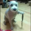 umnothankssrry