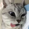 chả s.