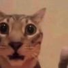 httpsjlin