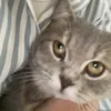 zyy.gnasche