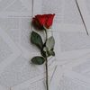 prettyboy_balabala