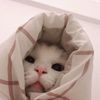 sweetnightv30