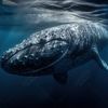 whalerobot