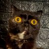 two_cats582