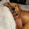 goldenirishdoggy