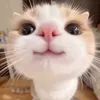 pokopokoanpontan
