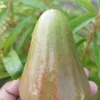 tikbul_002