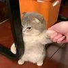 thaomuppppp