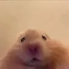 rakreddog