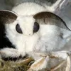 moth.friend_