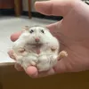lu_hamster