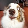 griffintheaussie