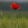 darlene_gabrielanath