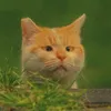picwaviness10