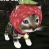 sotuffjoce