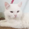 punmumim
