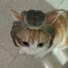 starwarsbuckethat