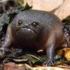 comrade.toad