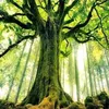 cloudtree88