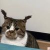 mojiiscatttt
