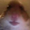 glizzydogyup