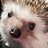 tomonoti