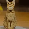 mutiowww