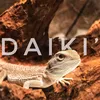 daiki2908