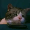 iuhoang99