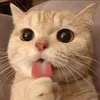cimanhpham