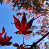 _kaylar_11