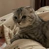 nnichaa_1