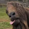 bhbhjuaiaiaiisauuau
