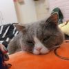 四季有我🐈