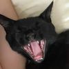 b1tchcat