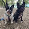 thetwofrenchie
