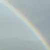 lily0_6