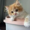 guy_tokyomm