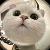 kkfmeowww