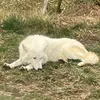 wolf_9o0