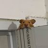 piiupiiuoo