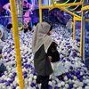 dinialifiia_