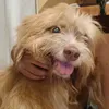 anana_ohnana