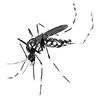 mosquwito