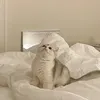 kzfgms_