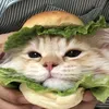 rana_8909