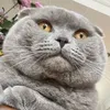 gusthescottishfold